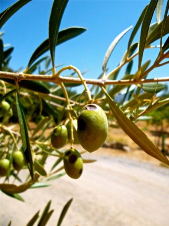 Olives in Andalucia