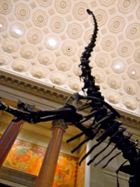 Natural History Museum, NYC